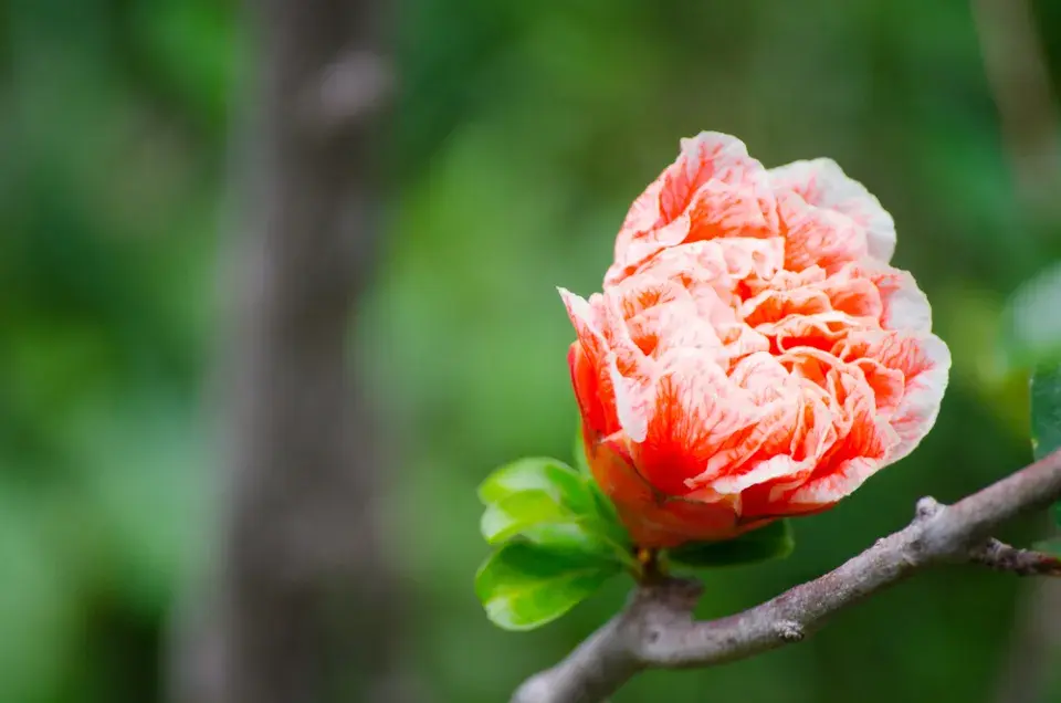 marhaník obecný (Punica granatum)