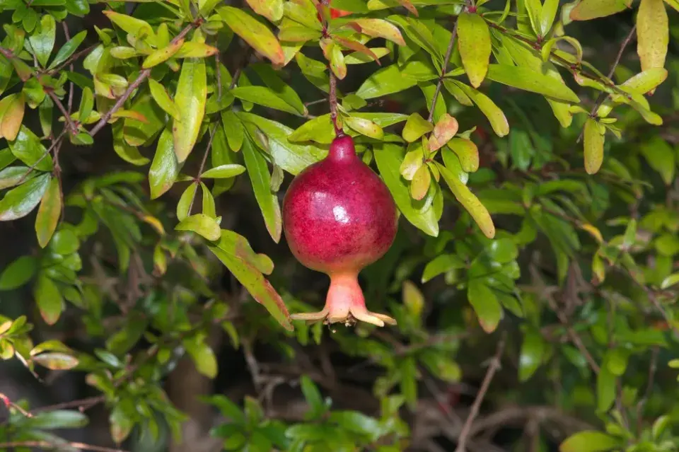 marhaník obecný (Punica granatum)