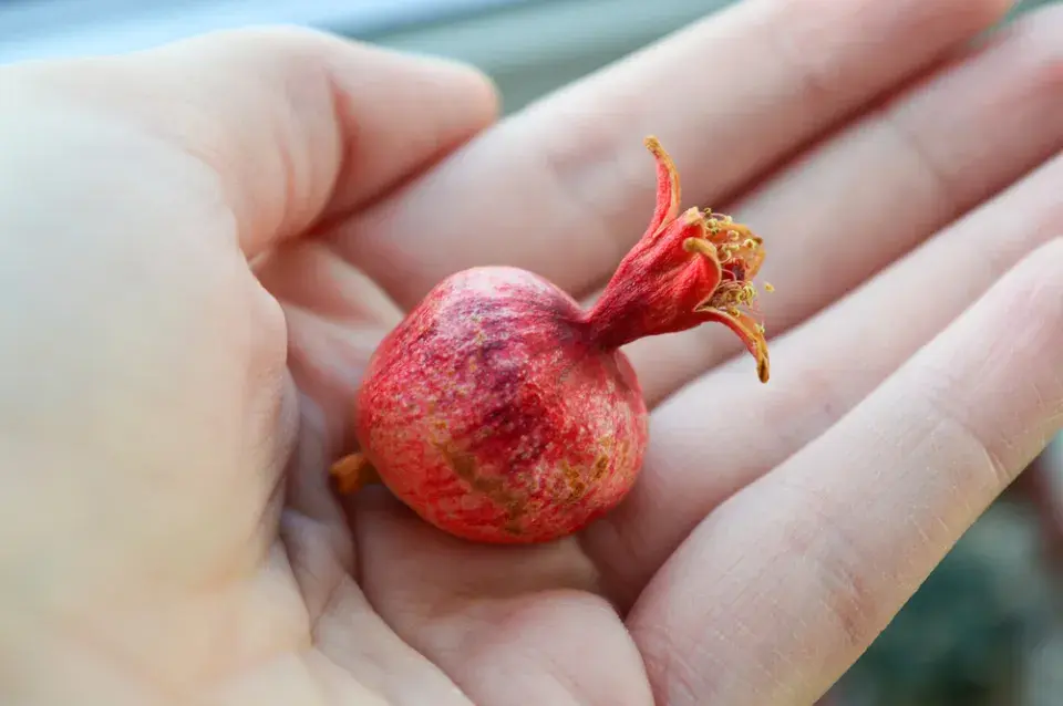 marhaník obecný (Punica granatum)