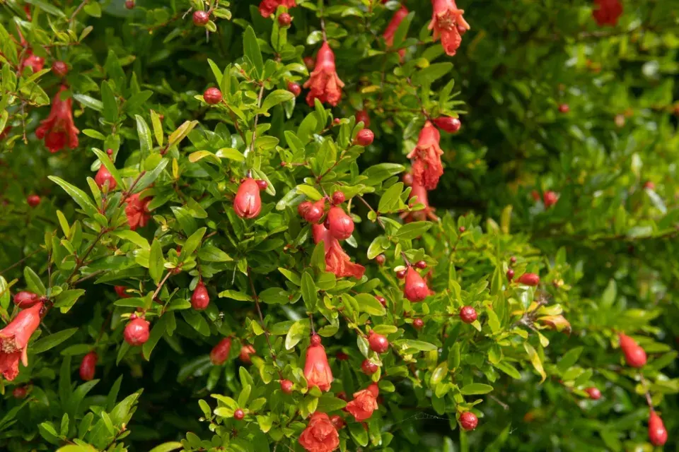 marhaník obecný (Punica granatum)