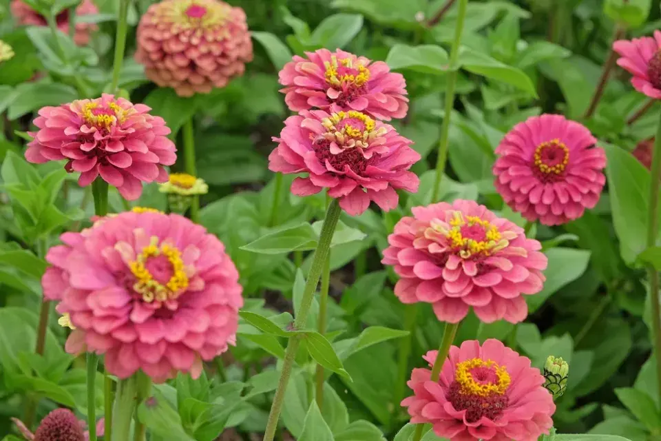 Zinnia elegans