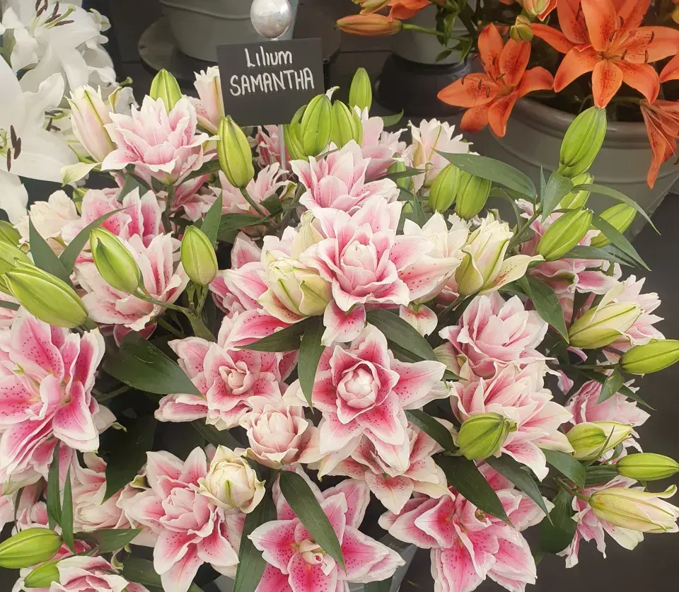 Plnokvěté lilie Roselily