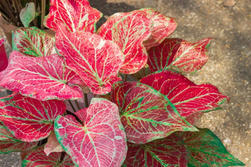 Péče o caladium