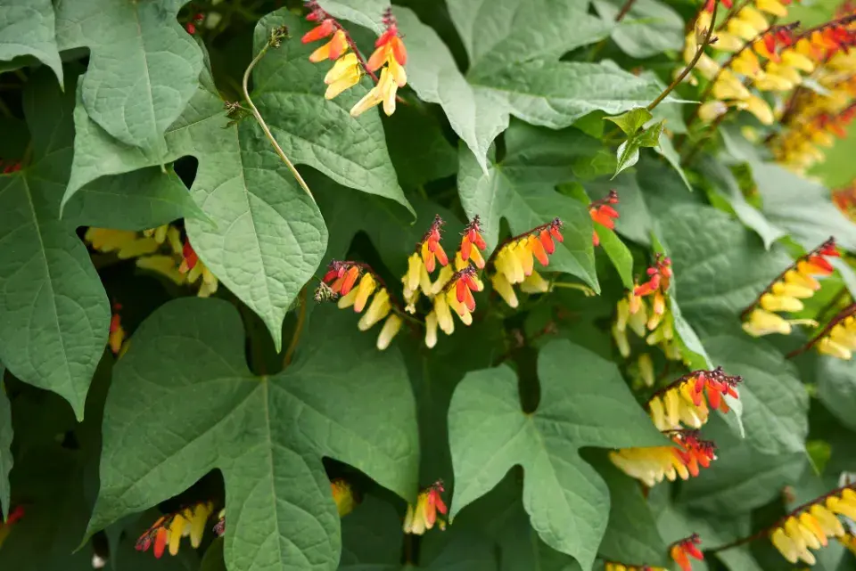 povíjnice laločnatá (Ipomoea lobata, dříve Mina lobata)