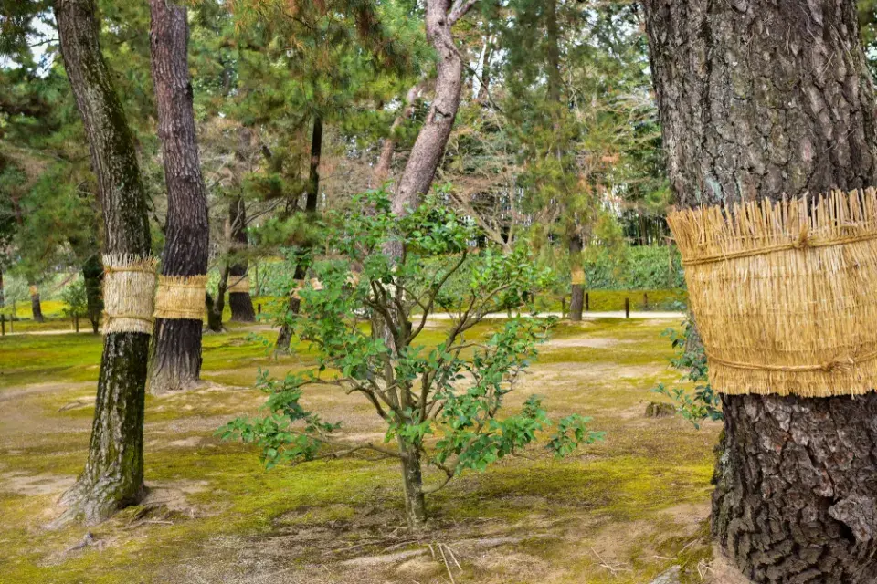 Škůdci stromů a ochrana před nimi