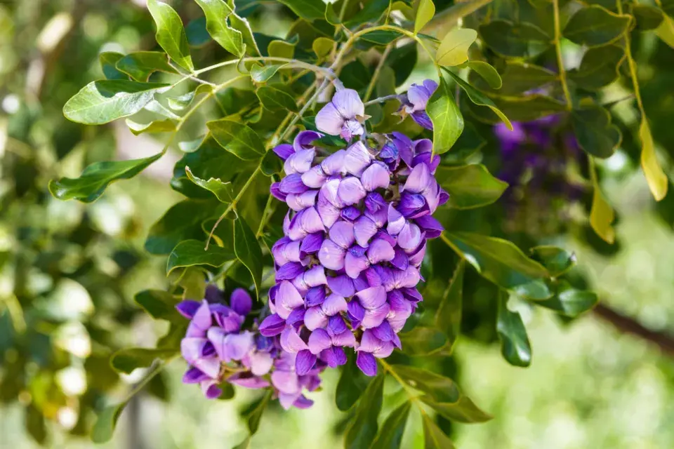 Texaský horský vavřín (Dermatophyllum secundiflorum)