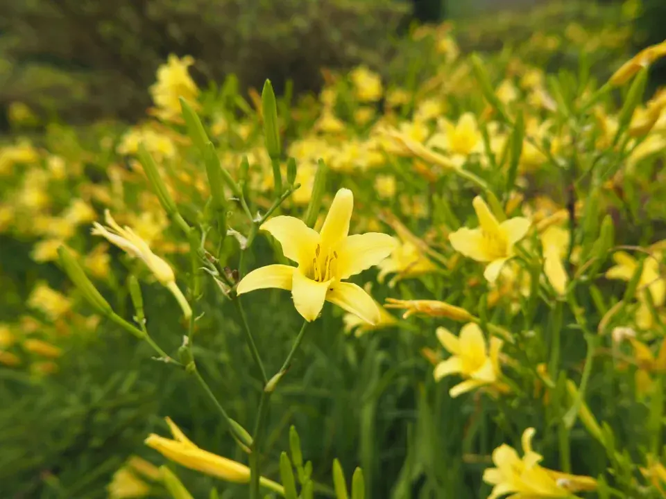 denivka citronová (Hemerocallis citrina)