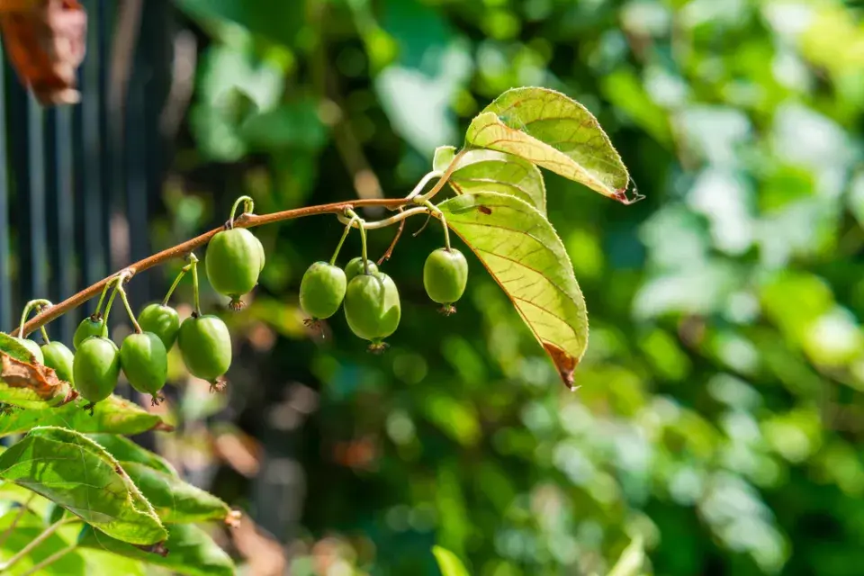 Mrazuvzdorné kiwi
