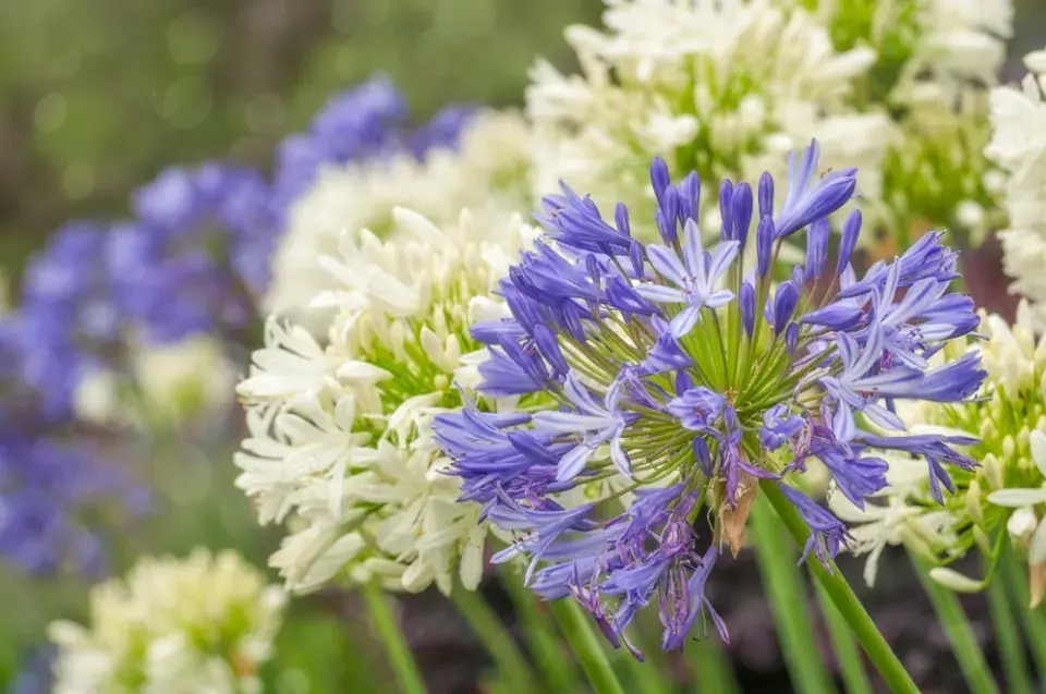 kalokvět (Agapanthus)