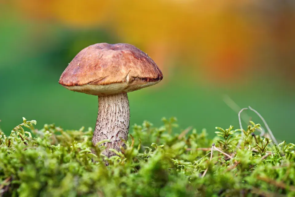 Konec července přeje houbařům. Zjistěte, jaké houby právě rostou