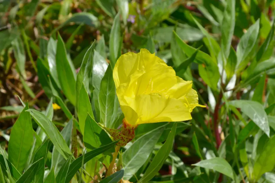 Pupalka missourská (Oenothera macrocarpa)