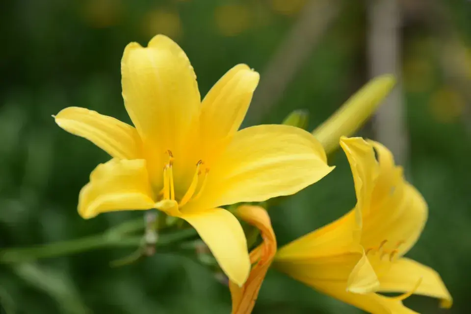 denivka citronová (Hemerocallis citrina)