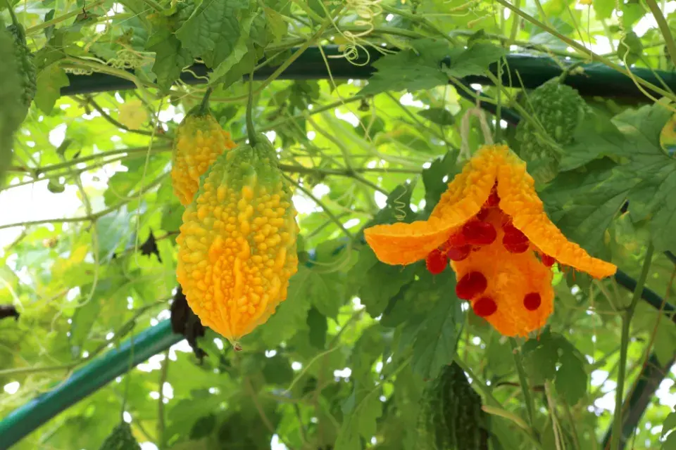 momordika (Momordica charantia)