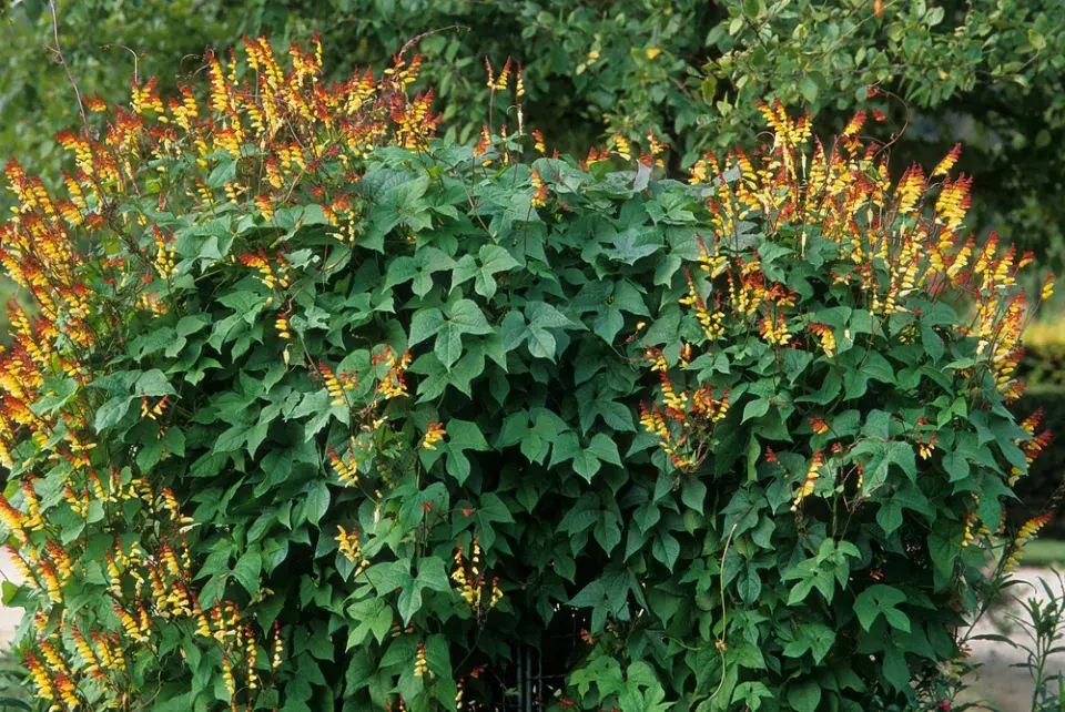 povíjnice laločnatá (Ipomoea lobata, dříve Mina lobata)