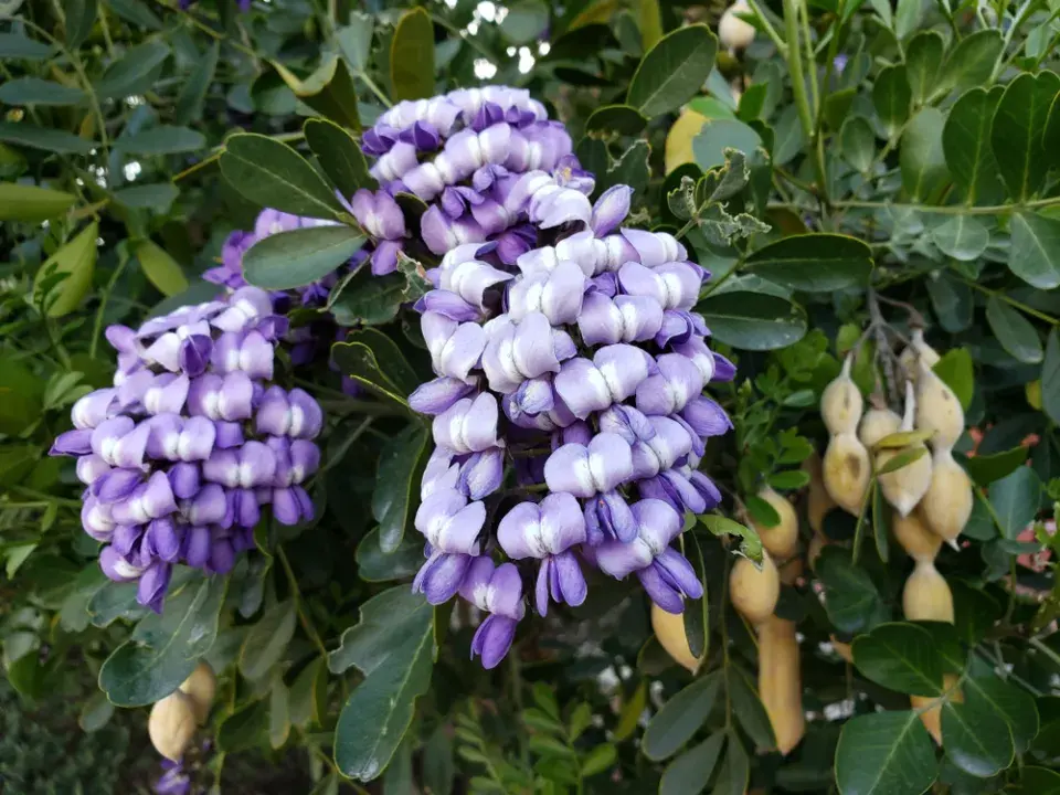 Texaský horský vavřín (Dermatophyllum secundiflorum)