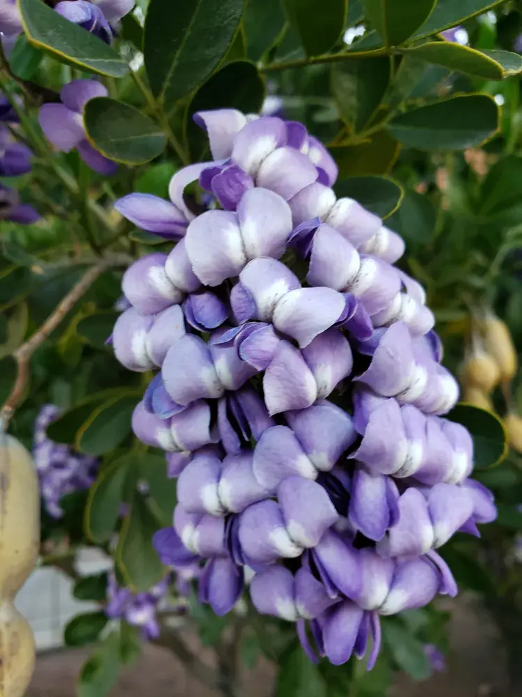 Texaský horský vavřín (Dermatophyllum secundiflorum)