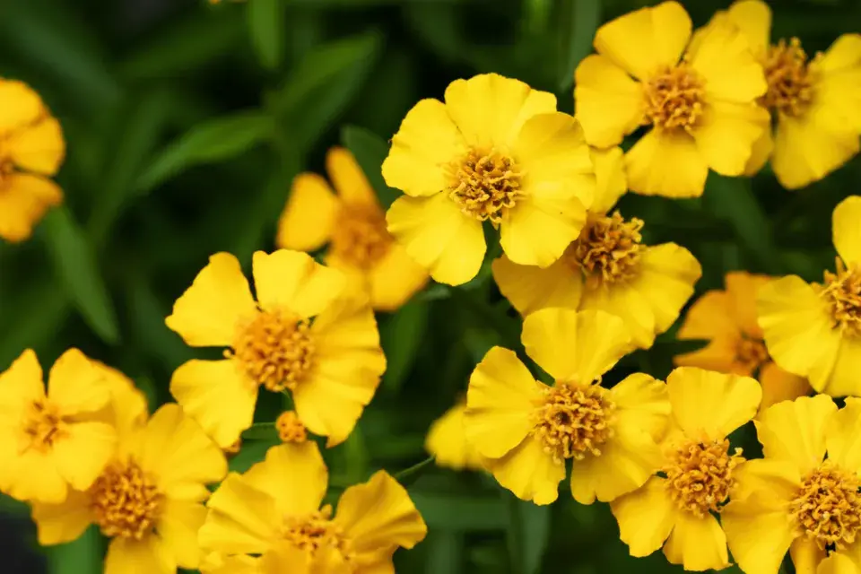 afrikán mexický (Tagetes lucida)