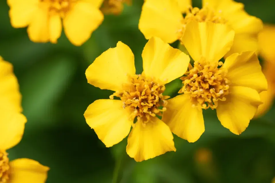 afrikán mexický (Tagetes lucida)