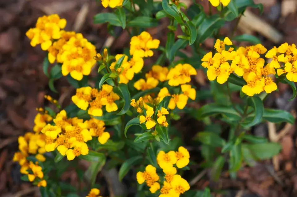 afrikán mexický (Tagetes lucida)