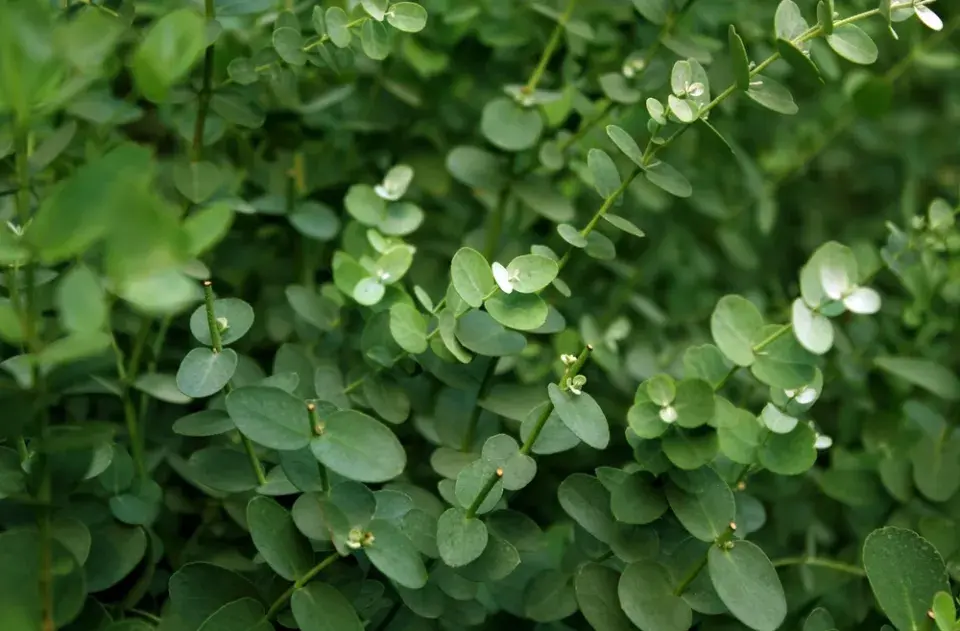 Eukalyptus v zahradě