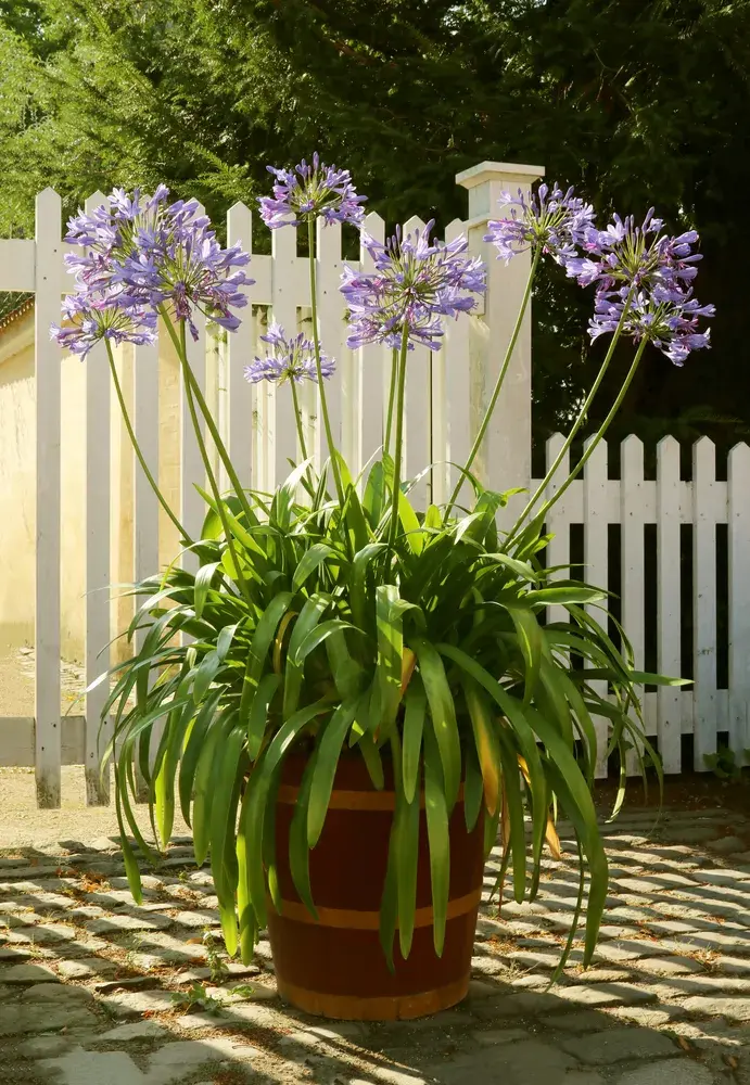 kalokvět (Agapanthus)
