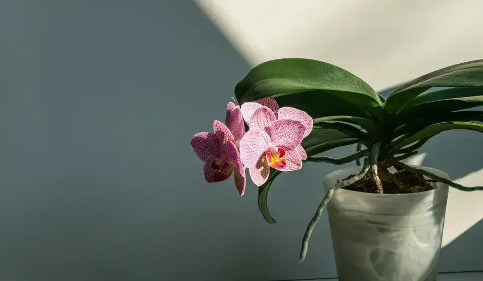 Péče o orchidej