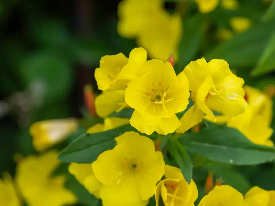 Pupalka missourská (Oenothera macrocarpa)