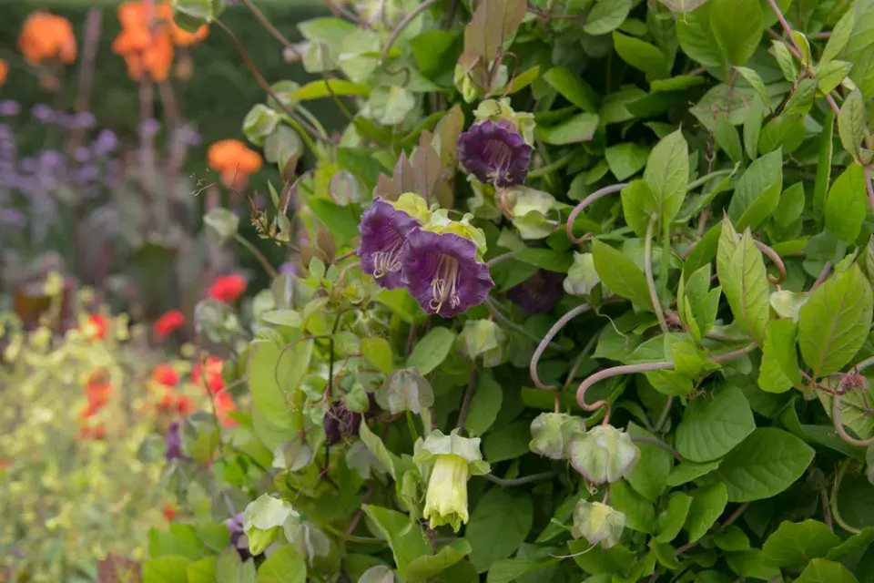 Vilec šplhavý neboli kobea (Cobaea scandens)