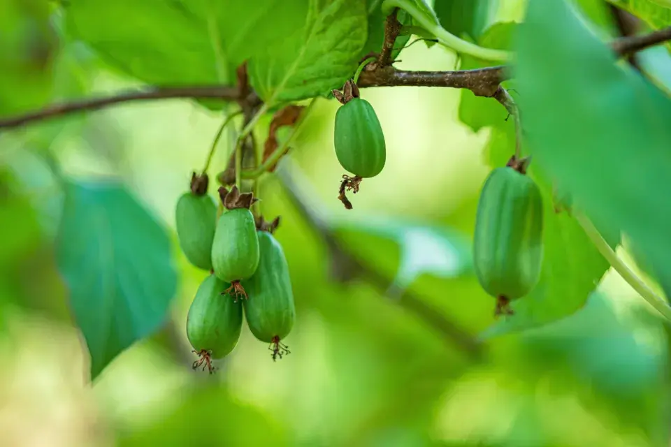Mrazuvzdorné kiwi