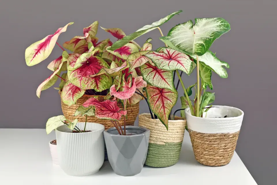 Péče o caladium