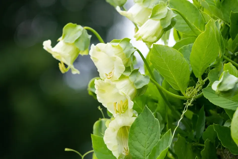 Vilec šplhavý neboli kobea (Cobaea scandens)