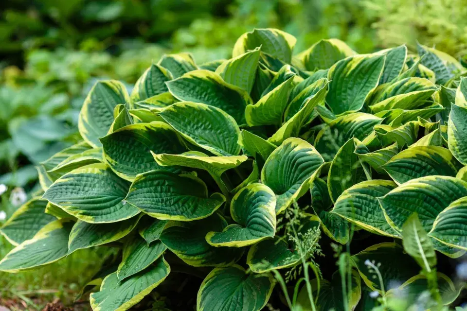 Hosta s panašovanými listy