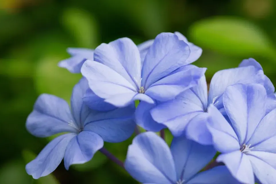olověnec ouškatý (Plumbago auriculata)