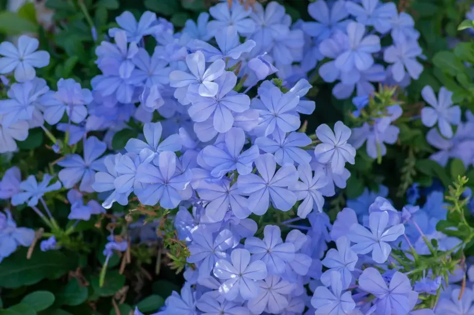 olověnec ouškatý (Plumbago auriculata)
