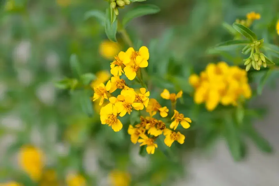 afrikán mexický (Tagetes lucida)