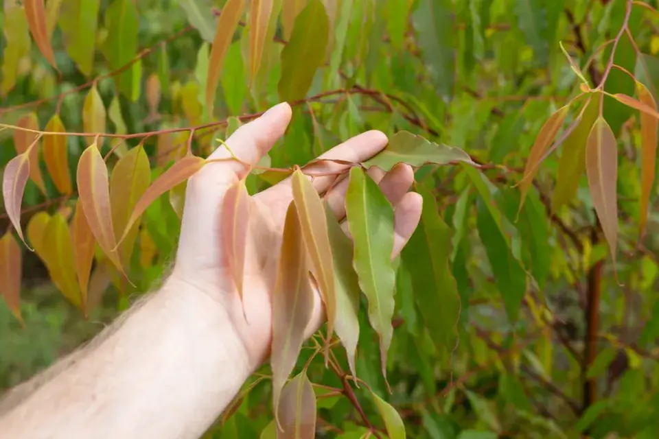 Eucalyptus citriodora