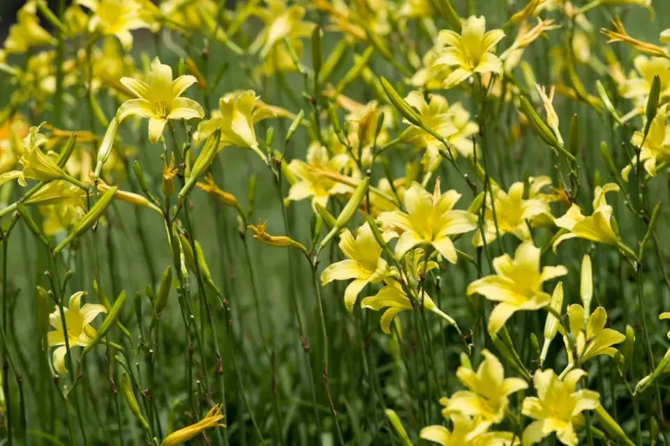 denivka citronová (Hemerocallis citrina)