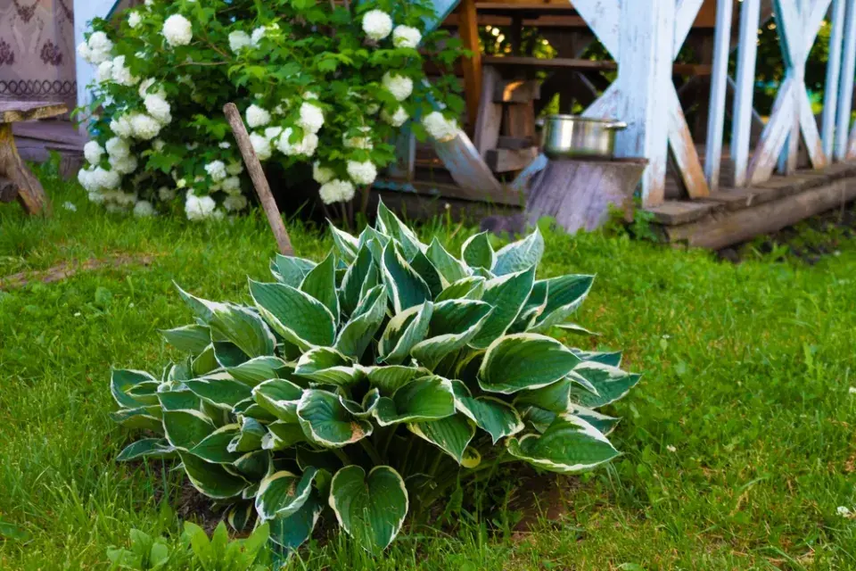 Hosta s panašovanými listy
