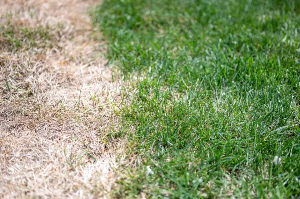 Zničený trávník a záhon po herbicidu – jak poznat škody a co zdokumentovat