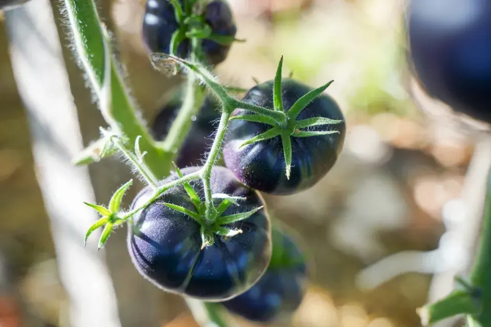 13 důvodů, proč rajčata pěstovat