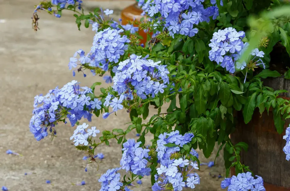 olověnec ouškatý (Plumbago auriculata)