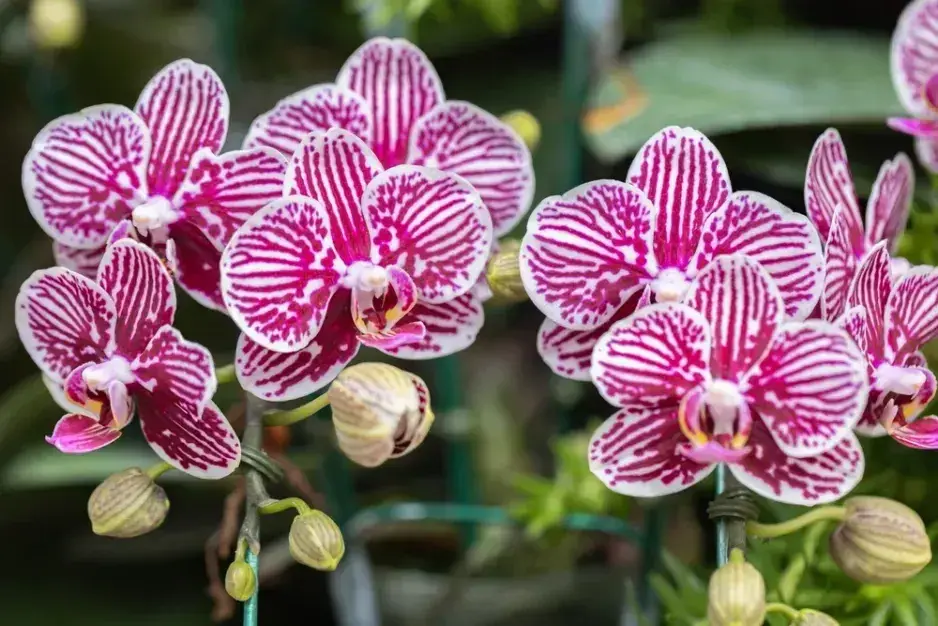 Péče o orchidej