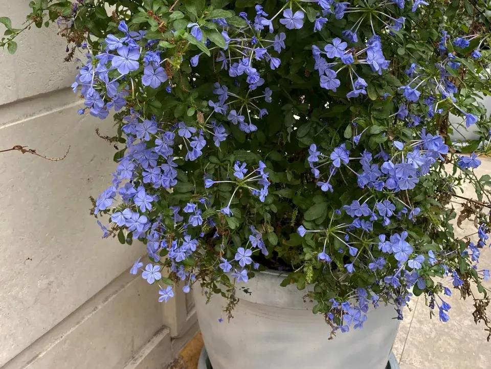 olověnec ouškatý (Plumbago auriculata)