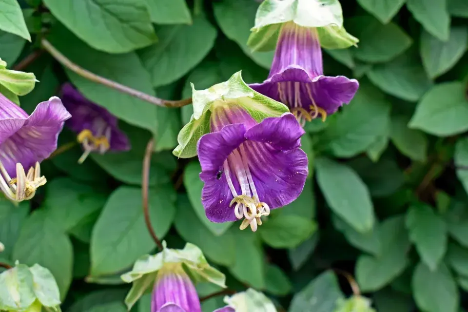 Vilec šplhavý neboli kobea (Cobaea scandens)