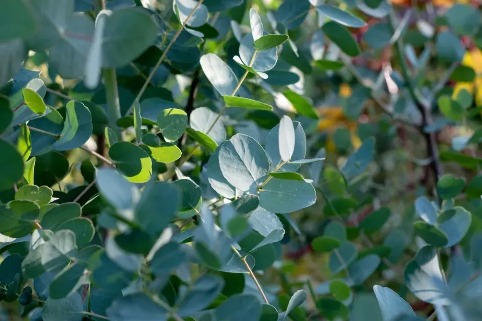 Eukalyptus