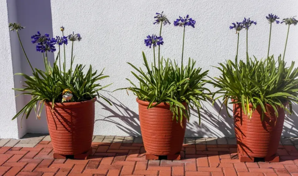 kalokvět (Agapanthus)