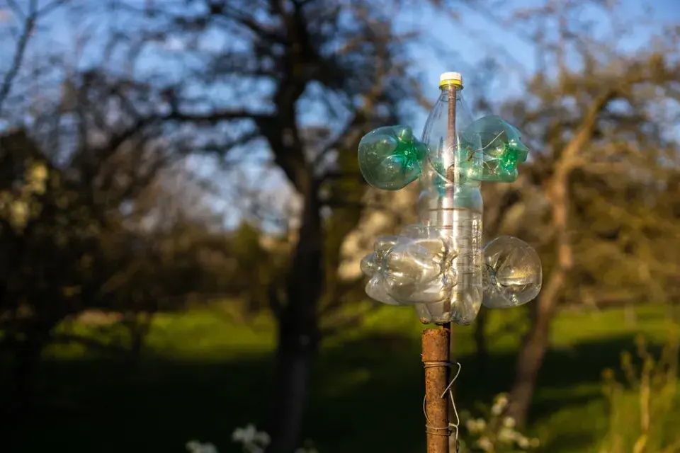 Plašička krtků může otrávit život i vám