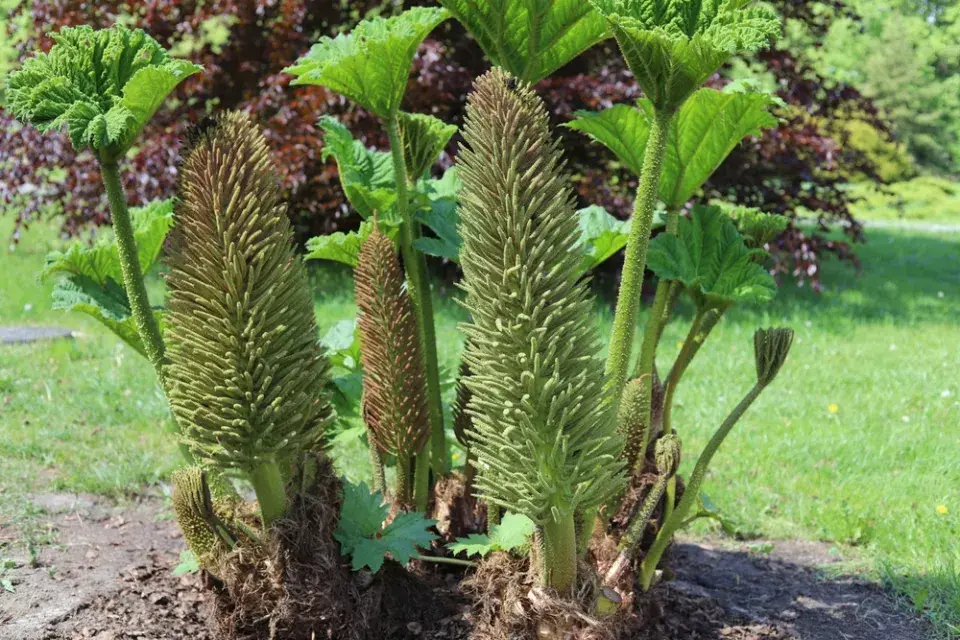 Barota rukávovitá (Gunnera manicata)