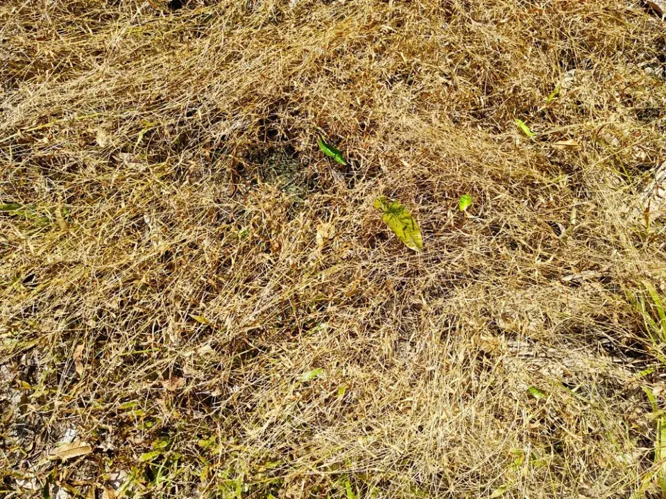 Zničený trávník a záhon po herbicidu – jak poznat škody a co zdokumentovat
