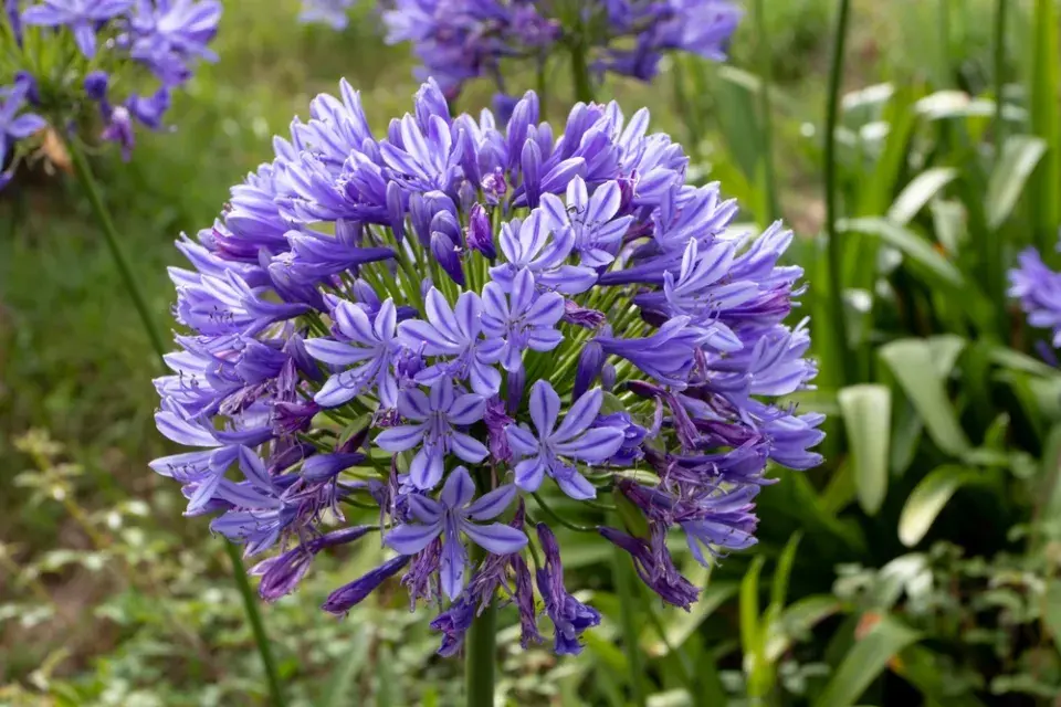 kalokvět (Agapanthus)
